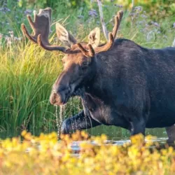 100 Percent Real Hunting TV