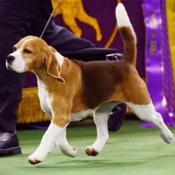 139th Westminster Kennel Club Dog Show