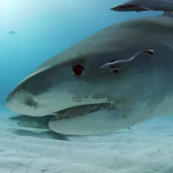 30 Sharks of Shark Week