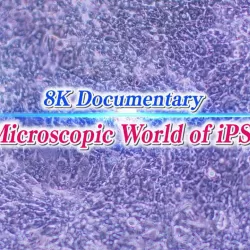 8K Documentary: The Microscopic World of iPS Cells