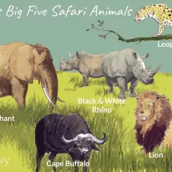 Africa's Big Five