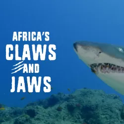 Africa's Claws & Jaws