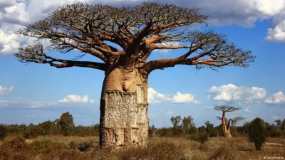 Africa's Trees of Life