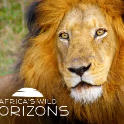 Africa's Wild Horizons