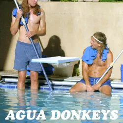 Agua Donkeys