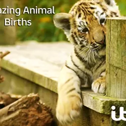 Amazing Animal Births