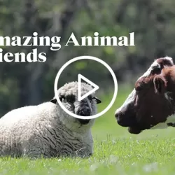 Amazing Animal Friends