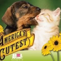 America's Cutest - Pet