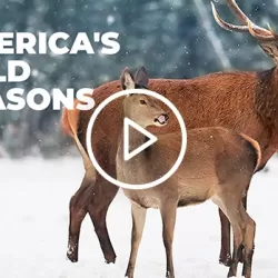 America's Wild Seasons