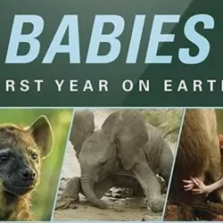 Animal Babies: First Year on Earth