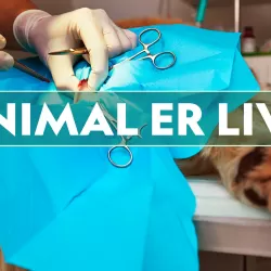 Animal ER Live