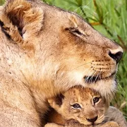 Animal Super Parents