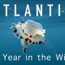 Atlantic: A Year In The Wild