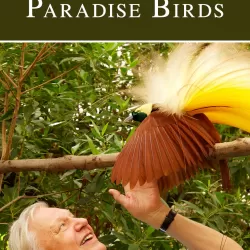 Attenborough's Paradise Birds