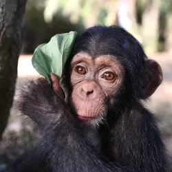 Baby Chimp Rescue