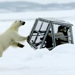 BBC Polar Bear Family and Me