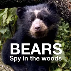 Bears: Spy in the Woods