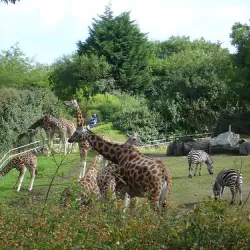 Belfast Zoo