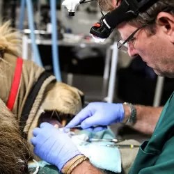 Big Animal Surgery