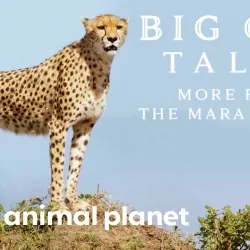Big Cat Tales: More From the Mara Region