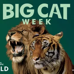 Big Cat Week