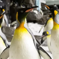 Building Penguin Paradise