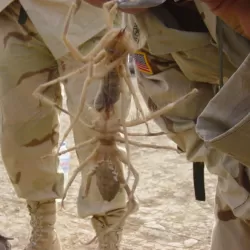 Camel Spiders