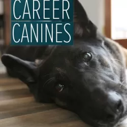 Career Canines