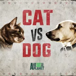 Cat vs Dog