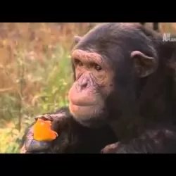 Charles and Jessica: A Chimp Tale