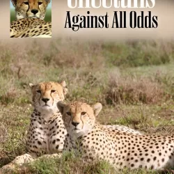 Cheetah: Against All Odds