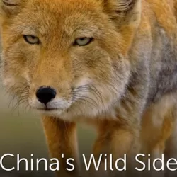 China's Wild Side