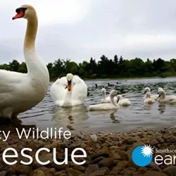 City Wildlife Rescue