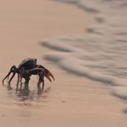 Colombia's Wild Coast