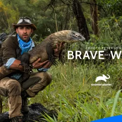 Coyote Peterson: Brave The Wild