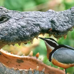 Crocodile and The Plover Bird