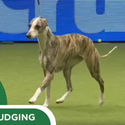 Crufts 2018