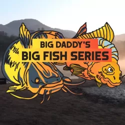 Daddy Fish