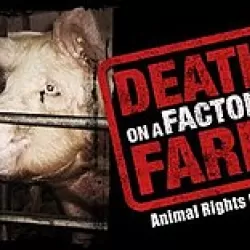 Death on a Factory Farm