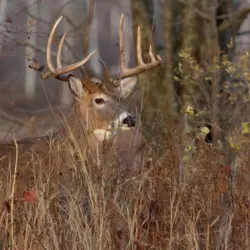 Deer Hunt Wisconsin