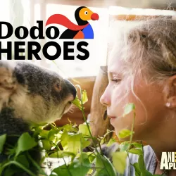 Dodo Heroes