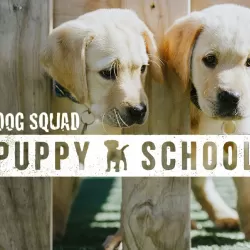 Dog Squad Puppy School