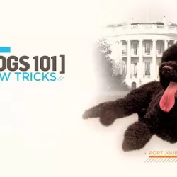 Dogs 101: New Tricks