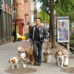 Dogs In The City