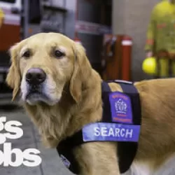 Dogs with Jobs