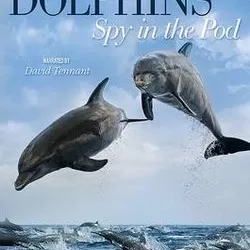 Dolphins - Spy in the Pod