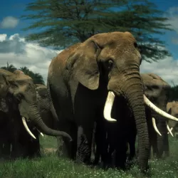 Echo and the Elephants of Amboseli