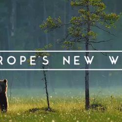 Europe's New Wild