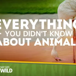 Everything You Didn't Know About Animals