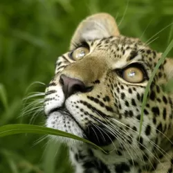 Eye of the Leopard